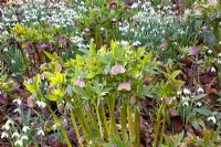 Helleborus orientalis - Pembury House