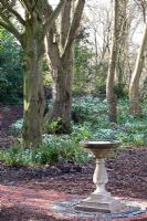 Stone bird bath in woodland garden, beds of Galanthus and Helleborus - Pembury House