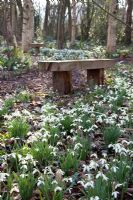 Simple wooden bench in woodland garden - Pembury House
