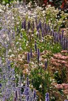 Agastache 'Blue Fortune', Eryngium yuccifolium, Sedum 'Matrona' and Gaura lindheimeri 'Whirling Butterflies' - RHS Garden Wisley, Woking, Surrey, UK
