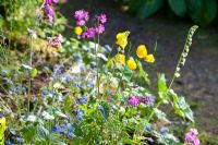 Wild flowers including Red Campion, Welsh Poppies and Forget-me-not. The Garden House, Devon.