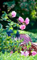 Rosa 'Marchenland', box hedge surrounding garden chairs and table with Moroccan  lanterns