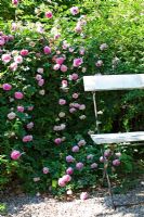 Rosa 'Blush Damask' and bench in rose garden
