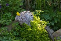 Wooden feature surrounded by planting of Aquilegia vulgaris, Lysimachia nummularia and Meconopsis cambrica