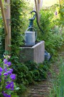 Watering station with metal can in flowerbed of Campanula medium and Clematis viticella 'Polish Spirit'