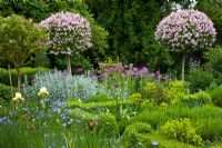 Syringa standards underplanted with perennials and edged with lavender and a clipped box hedges - Allium aflatunense, Aquilegia, Artemisia and Syringa microphylla 'Superba'
