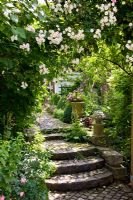 A rose arch and stone stpes leading to path lined with clipped box pyramids, Campanula latifolia and Impatiens
