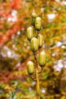 Seedhead of Cardiocrinum giganteum - RHS Garden Wisley, Woking, Surrey, UK