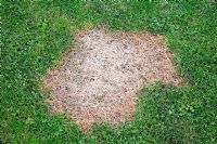 Damaged lawn caused by dog urine