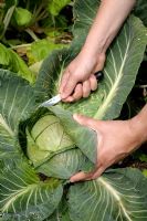 Brassica oleracea - Harvesting a cabbage