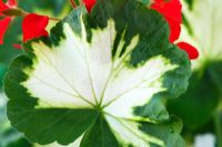 Pelargonium 'Happy Thought' AGM. Zonal Geranium, variegated, Fancy leaf, June