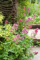 Cetranthus ruber - Valerian - spilling over pathway