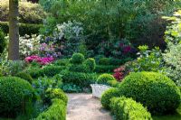 Spring garden with Buxus - Box edged pathway with topiary and white painted metal basket. Border of Acer negundo 'Flamingo', Cornus alba 'Elegantissima', Cotinus coggygria, Malus and Rhododendron, 