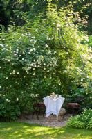 Tea-time under a Rose arbour covered with climbing Rosa 'Felicité et Perpétué' and 'Tall Story'. Corydalis and Salvia officinalis 'Icterina' in border