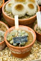 Pot of Lithops - Living Stones, with label in dry glasshouse. University of Bristol Botanic Garden, Bristol, UK