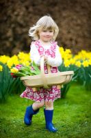 Young girl wearing a flowery dress and blue wellies carrying a wooden trug of Tulips walking on a lawn with Daffodils
