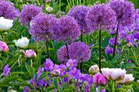 Allium aflatunense 'Purple Sensation', Geranium magnificum and Paeonia lactiflora - Weihenstephan Gardens
