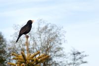 Turdus merula - Male blackbird perched on a tree top singing