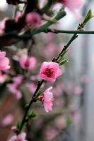 Prunus persica - Peach 'Peregrine' AGM - blossom
