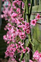 Prunus persica - Peach 'Rochester' AGM - blossom