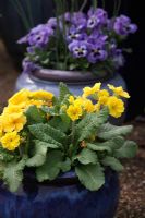 Terracotta planted with spring flowers - Viola and Primula