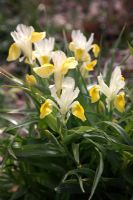 Iris bucharica AGM