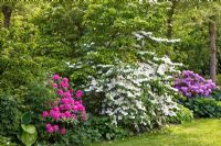 Aconitum, Rhododendron 'Blue Peter', Rhododendron 'English Roseum' and Viburnum plicatum 