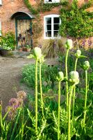 Buds of oriental poppies with front of house beyond - Ivy Croft, Leominster, Herefordshire, UK