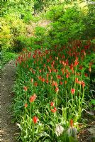 Bright red Tulipa sprengeri - Ivy Croft, Leominster, Herefordshire, UK