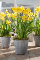 Narcissus 'Tete a Tete' - Pots of Daffodils on bench in conservatory 