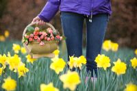 Woman holding a wooden trug of pink Roses in a field of Daffodils 