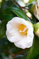 Camellia x williamsii 'Seafoam'