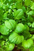 Baby leaf salad seedlings