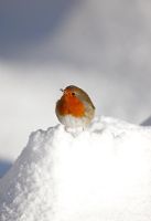 Erithacus rubecula -  Robin perching in snow