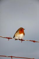 Erithacus rubecula -  Robin perching on barbed wire