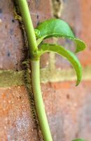 The aerial roots of Hydrangea petiolaris showing how it clings to a wall