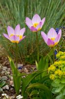 Euphorbia myrsinites and Tulipa bakeri 'Lilac Wonder'