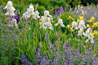 Summer border with Nepetas, Iris germanica 'Cloth of Gold', Iris germanica 'Winter Carnival' and Perovskia atriplicifolia 'Little Spire' at the Weihenstephan gardens, Germany 