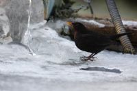 Turdus merula - Blackbird female about to drink at frozen garden pond