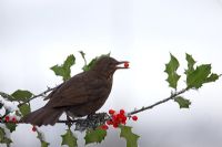 Turdus merula Blackbird eating frosted holly berry