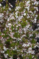 Prunus incisa 'Kojo-no-mai shrub in flower