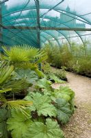 The nursery at Pan Global with Bamboos, Palm and Gunnera