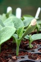 Winter Squash 'Crown Prince' - young plants growing in plugs