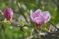 Magnolia soulangiana 'Verbanica'