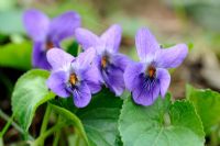 Viola odorata - Sweet Violet, Norfolk, UK, April