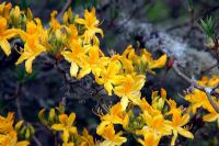 Rhododendron luteum thriving with a substantial polulation of lichen