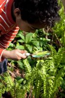 Boy inspecting Ferns with a magnifying glass