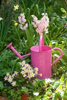 Pink watering can with Hyacinths