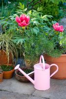 Tree Peony with watering can 