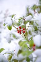 Berries of Skimmia japonica in the snow